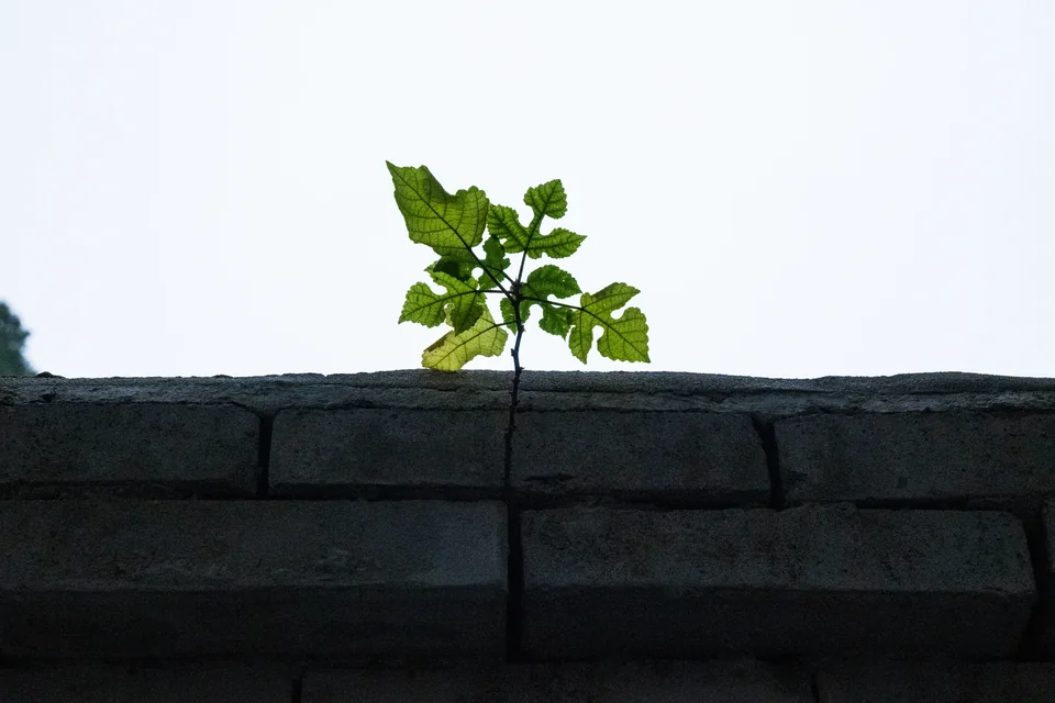 灰色砖墙上方探出的绿色枝叶