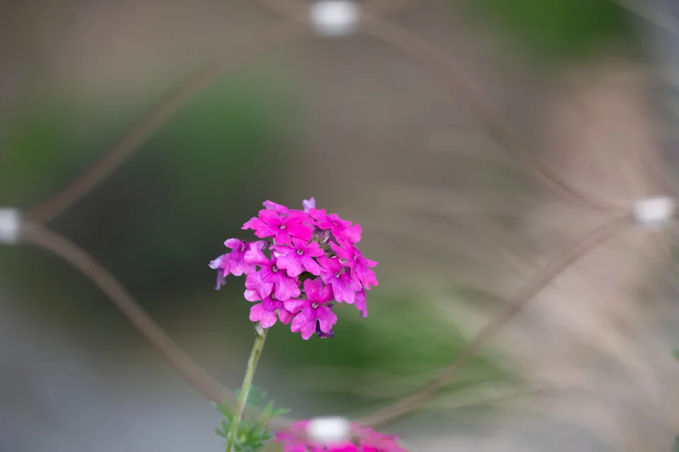 绿色背景前的一簇紫色小花